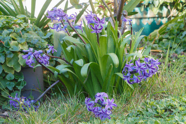 istock Hyacinth plant in a garden 1145504577