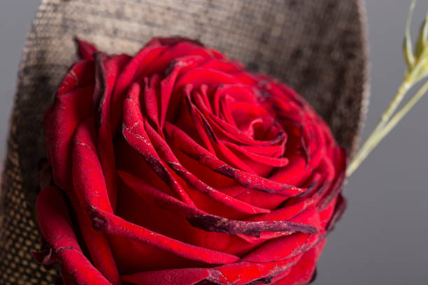 istock Red rose flower decorated on a bouquet close up still 1145504623