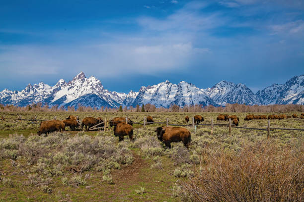 istock Bison herd moving into Grand Teton meadow for grazing 1145505729