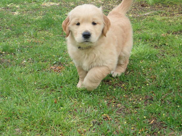 istock Cute Golden Puppy Walking & Looking at Camera 1145505871