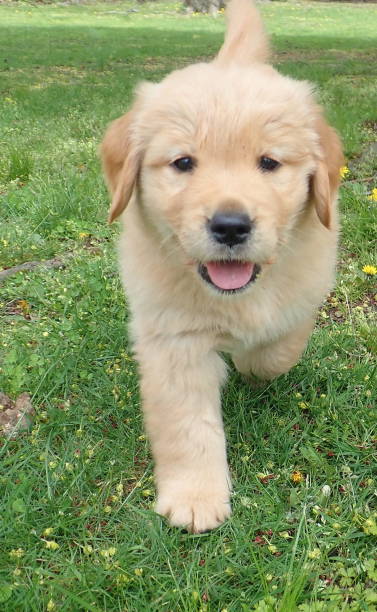istock Cute Golden Puppy Walking & Looking at Camera 2 1145506520
