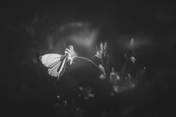 White butterfly dark backgroud