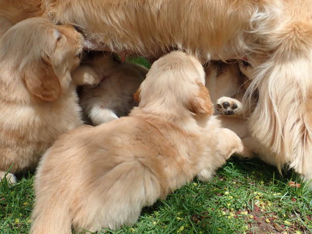 istock Golden retriever puppies nursing 1145506551