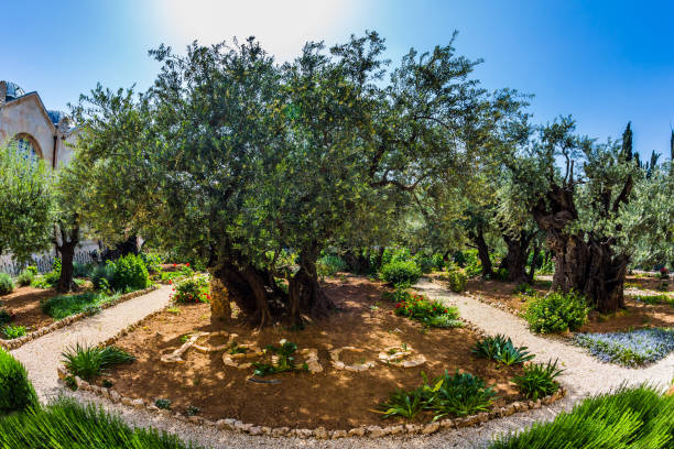 istock Millennial olives grow under the hot sun 1145506749