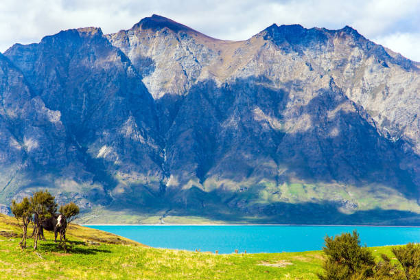 istock Cow grazing on grass by the lake 1145506787