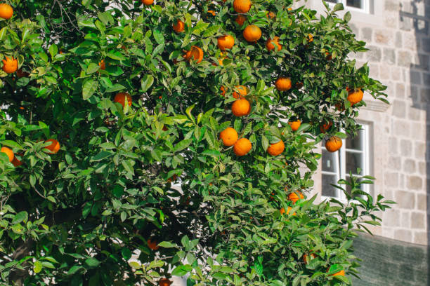 istock Juicy tangerines on a tree branch 1145509543