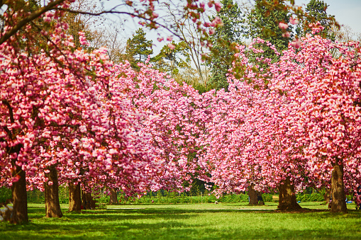 Beautiful cherry trees with pink flowers in full bloom. Cherry blossom season at spring. Scenic view of Parc de Sceaux in France on a spring day