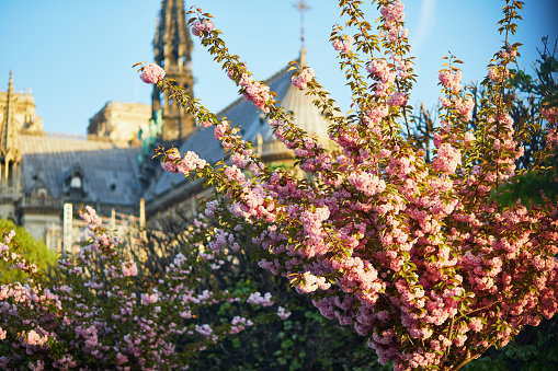 Beautiful cherry blossom trees near Notre-Dame cathedral in Paris, France