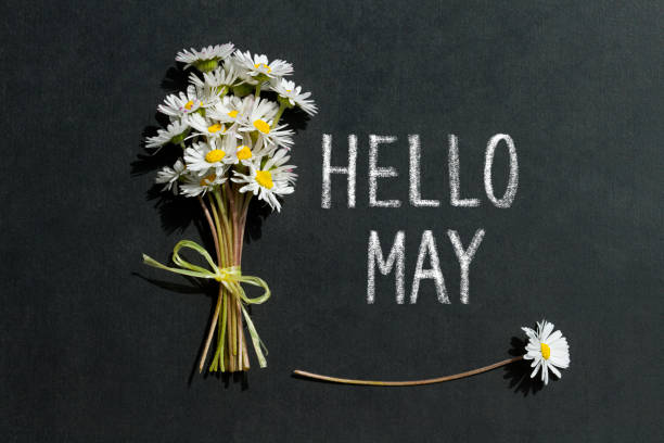 Hello May Daisies and text Hello May on blackboard the may pictures stock pictures, royalty-free photos & images