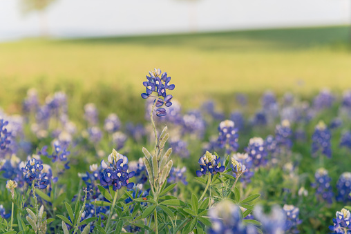 Blossom Bluebonnet near lake park in Lewisville, Texas, USA. Beautiful Texas state flower blooming with soft sunset light