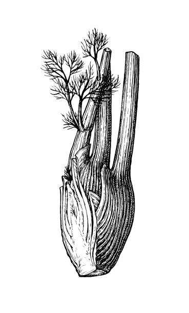 illustrazioni stock, clip art, cartoni animati e icone di tendenza di schizzo a inchiostro delle lampadine a finocchio - fennel ingredient vegetable isolated on white