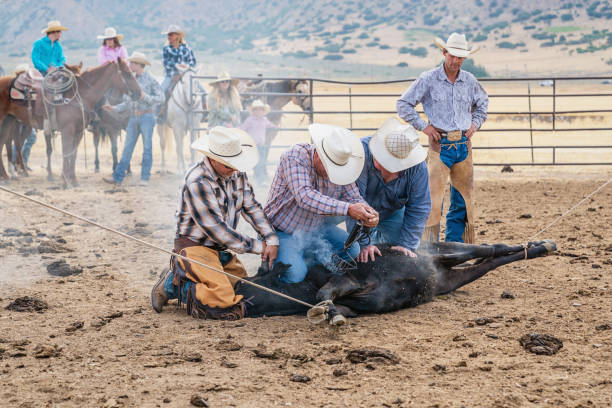 istock Group of Cowboys Cattle Bull Branding 1145513448