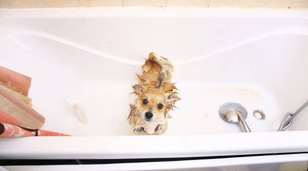 Pomeranian dog in the bathroom Spitz dog in the washing process with shampoo close up Pomeranian dog in the bathroom in at home. Spitz dog in the washing process with shampoo close up pomeranian dog taking a bath stock pictures, royalty-free photos & images