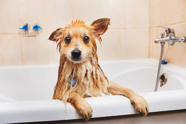 Pomeranian dog in the bathroom Spitz dog in the washing process with shampoo close up Close up portrait of a Pomeranian dog in the bathroom in at home. Spitz dog in the washing process with shampoo close up pomeranian dog taking a bath stock pictures, royalty-free photos & images