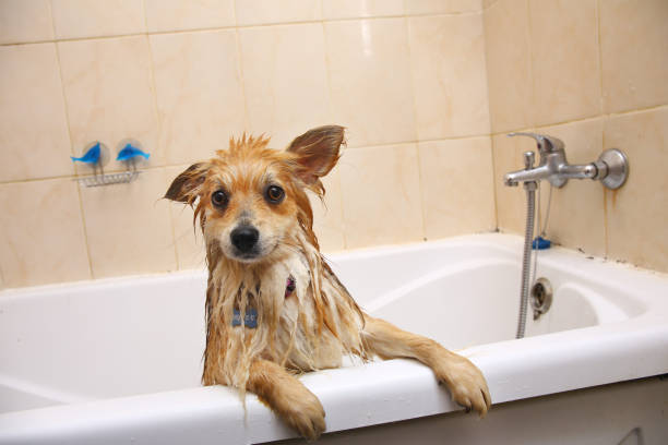 Pomeranian dog in the bathroom Spitz dog in the washing process with shampoo close up Close up portrait of a Pomeranian dog in the bathroom in at home. Spitz dog in the washing process with shampoo close up pomeranian dog taking a bath stock pictures, royalty-free photos & images