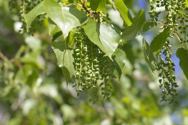 잎과 캐나다 포 플 러의 과일 (대중화 x 카 나 데 시스) - poplar tree 뉴스 사진 이미지