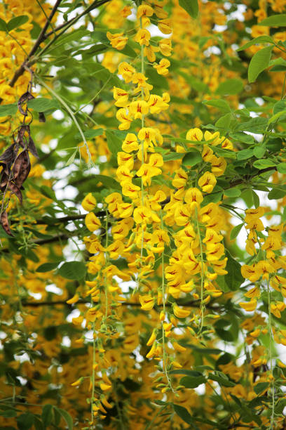 Mayocindolo Flowers (Laburnum) Falling bunches of yellow Maggiociondolo flowers bright yellow laburnum flowers in garden golden chain tree image stock pictures, royalty-free photos & images