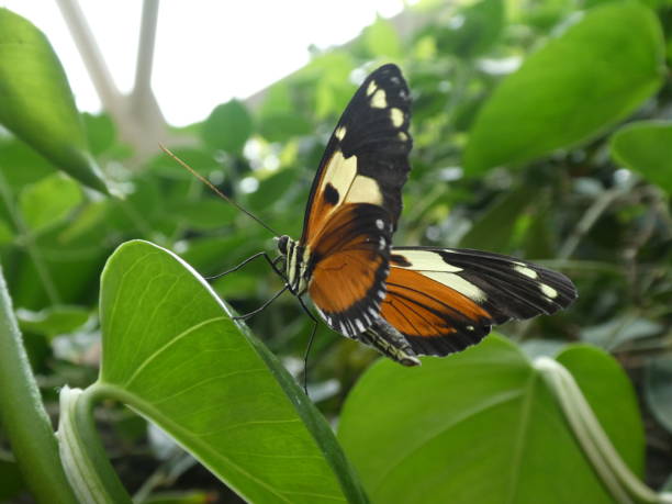 istock Orange, yellow, and black butterfly on leaf with wings partially open 1145521052