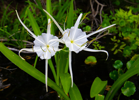 Spider Lily at Alexander Springs in Ocala National Forest.
