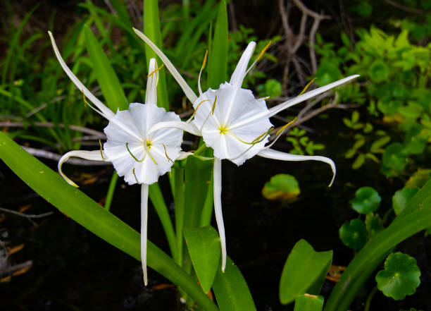 Spider Lily in Florida Spider Lily at Alexander Springs in Ocala National Forest. spider lily stock pictures, royalty-free photos & images