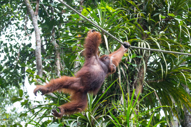 istock Malaysia: Orangutan at Semenggoh 1145522319