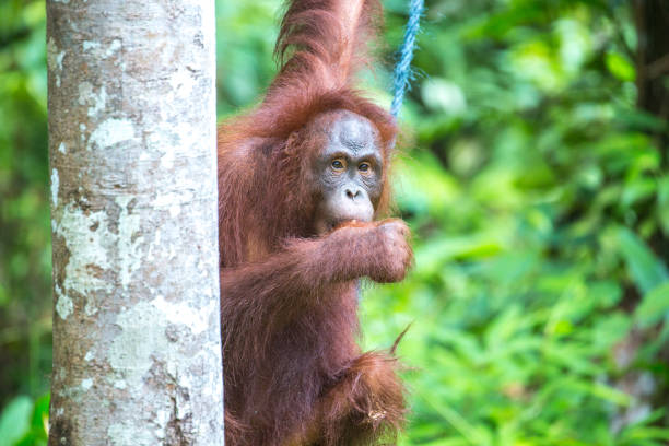 istock Malaysia: Orangutan at Semenggoh 1145523653