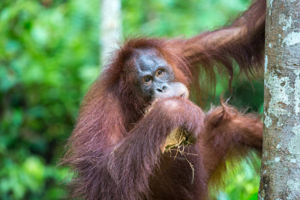 istock Malaysia: Orangutan at Semenggoh 1145523743