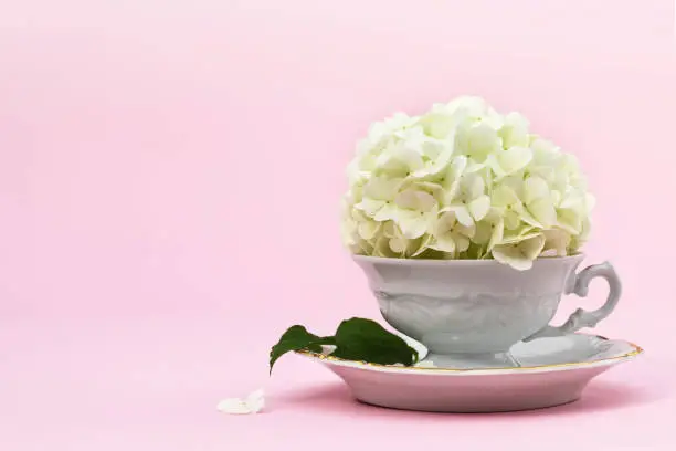 Mothers Day background with copy space. Snowball flower in vintage tea cup