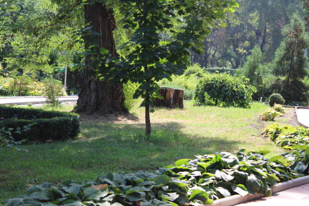 istock Beautiful blooming garden in the park 1145528341