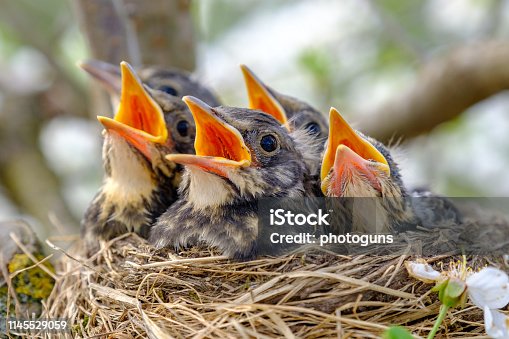 Our Best Baby Bird Nest Stock Photos, Pictures & Royalty-Free Images -  iStock | Bird learning to fly, Bird leaving nest, Zen garden
