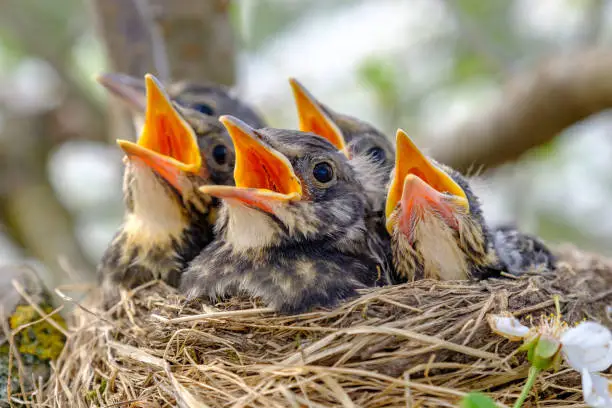 Closeup baby birds with wide open mouth on the nest. Young birds with orange beak, nestling in wildlife.