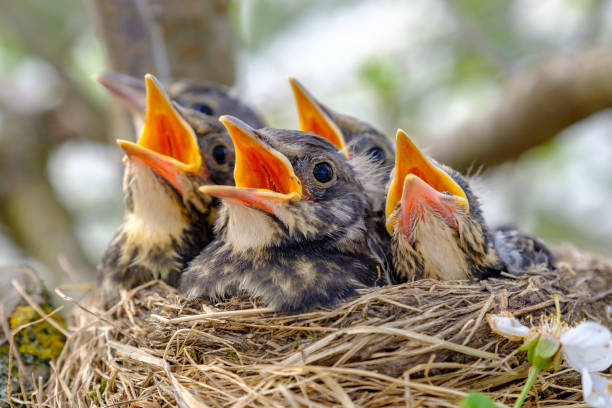 zbliżenie małych ptaków z szeroko otwartymi ustami na gnieździe. młode ptaki z pomarańczowym dziobem, zagnieżdżone w przyrodzie. - young bird zdjęcia i obrazy z banku zdjęć