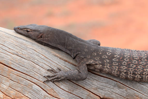 istock Black-headed Monitor 1145531169