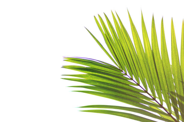istock Green leaves of palm tree isolated on white background 1145531319