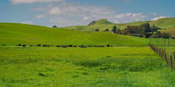 tierras de cultivo en sonoma - california panoramic napa valley hill fotografías e imágenes de stock