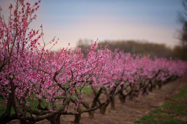 Cherry tree orchard in full bloom with Portal Ridge in background as seen in the Antelope Valley.