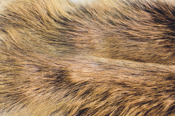 istock Closeup of natural silver fox fur. Nice background. 1145532829