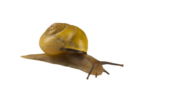 istock forest snail, Cepaea nemoralis 1145533973