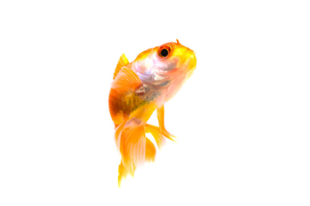 istock Gold fish or goldfish isolated on white background. 1145534000