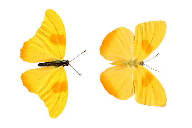 istock yellow butterfly isolated on white background. tropical insects. 1145534267