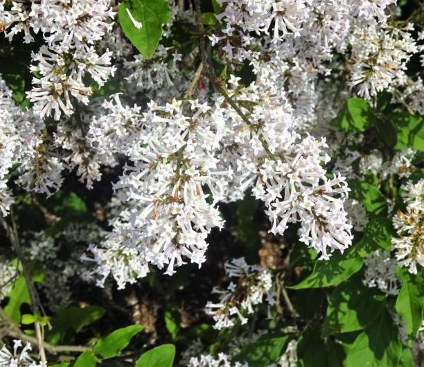 istock White, Pale Pink and Light Purple Flowers - Part 1 1145534548