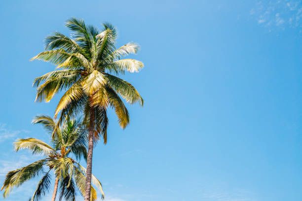 istock Palm trees under blue sky in Palolem beach, Goa, India 1145535339