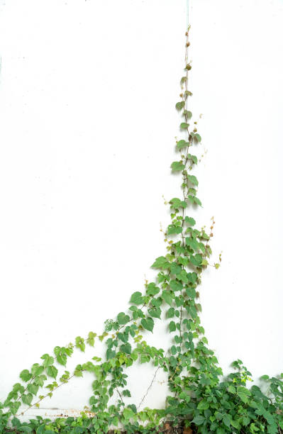 Concept keeper green leaves wall background