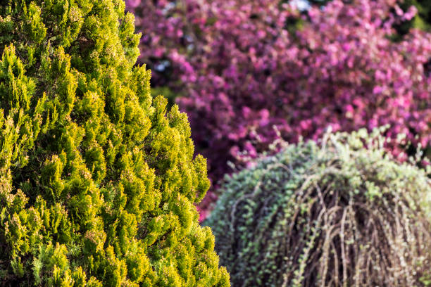 istock View of tree field with pink leaves in spring 1145536574