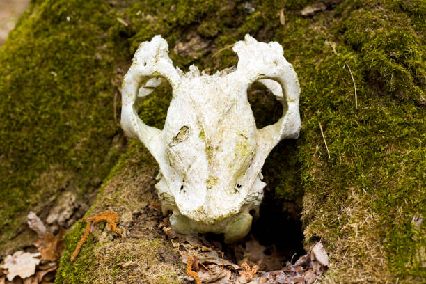 istock skull of an unknown beast found in the forest 1145536646