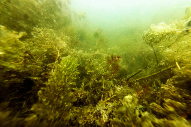Underwater Freshwater Flora Rivers, Lakes, Pond,  Underwater Flora