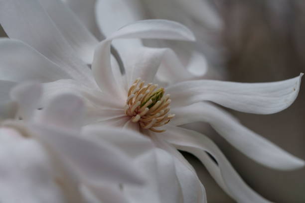 istock White Magnolia flowers blooming in Spring in Michigan. 1145537837
