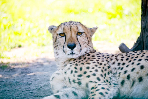 istock Cheetah in a zoo 1145539239