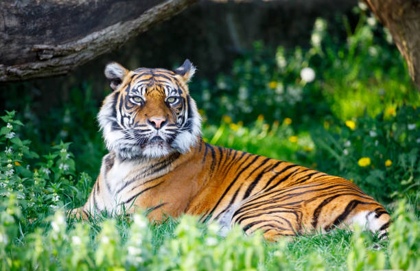 tiger en el zoológico de varsovia - zoo fotografías e imágenes de stock