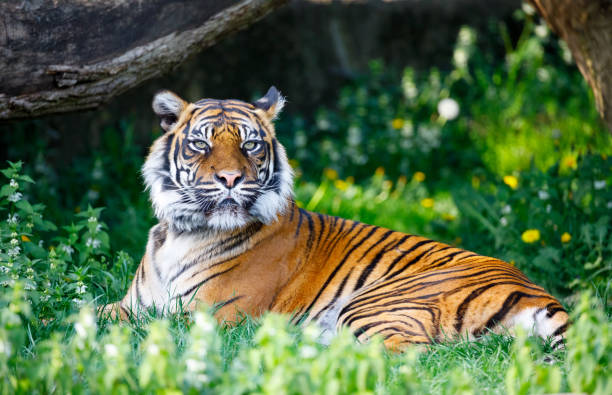 tiger in warschau zoo - zoo stockfoto's en -beelden